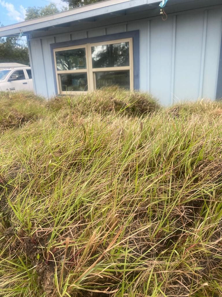 Bahia Grass