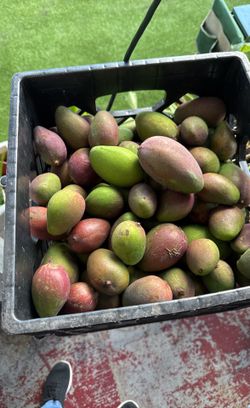 Mangos Verde Tiernos 