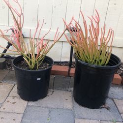 Pencil Cactus Succulent For Sale! 