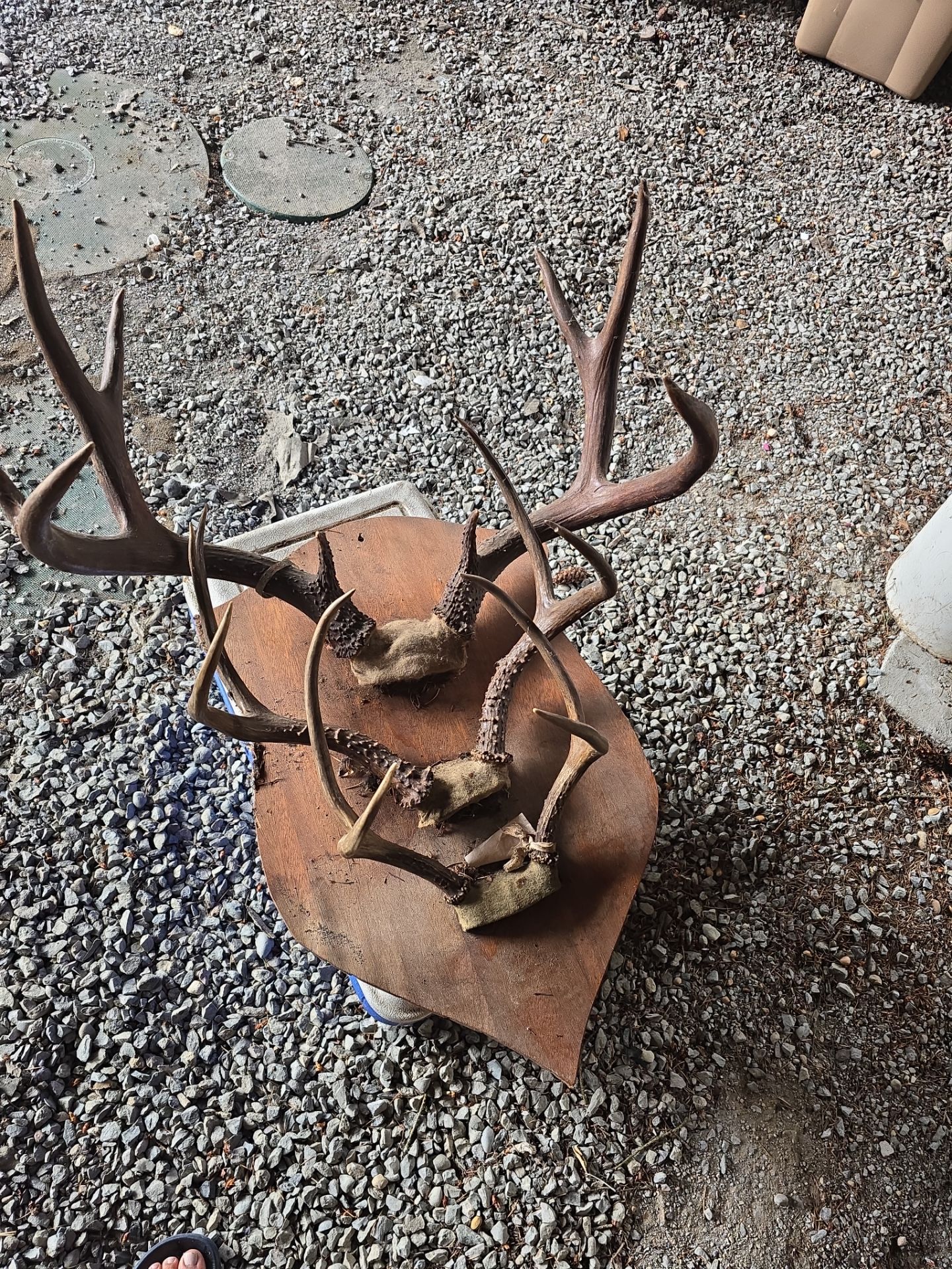 Deer decor
