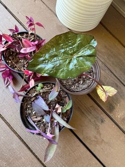 Plants