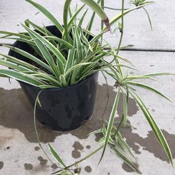 Spider Plant