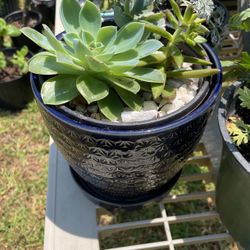 Blue Echeveria