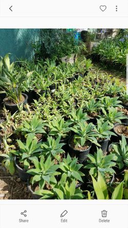 Succulents
