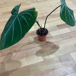 Huge House Plant Sale (prices In The Description Below)
