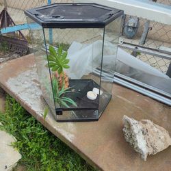 Lizard Cage 