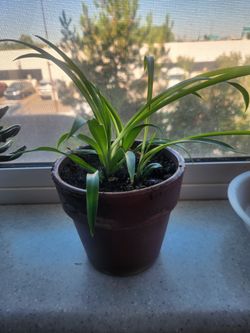 Starter Spider Plants- for a cause