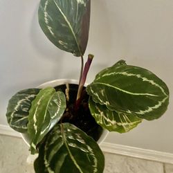 calathea alive plant with gorgeous white ceramic  pot