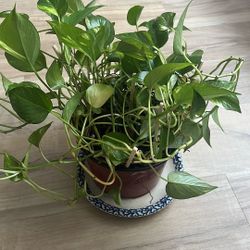 House Plant ( Money Plant)