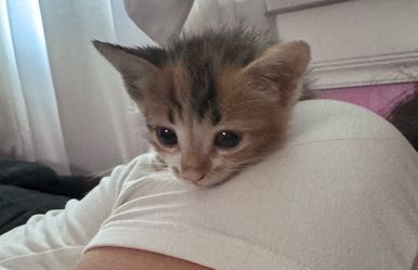 🐾 Kitten Supply Donations Needed! 🐾