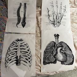 Human Anatomy Poster 