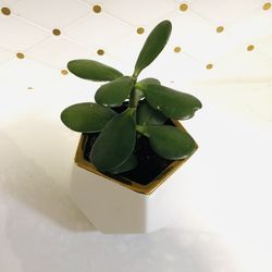 Cactus Jade Plant, Home Or Office Decor 