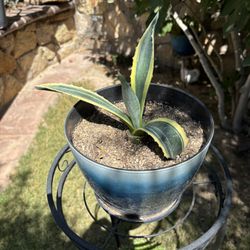Striped Yellow/Green Agave
