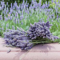 LAVENDER (ENGLISH) : SPRAY (NATURAL DISTILLATE: FLORA WATER), SACHET (POTPOURRI) , DRYER, BOUQUET, ESSENTIAL OIL , PLANTS 🪴