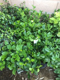 Gardenia $18 each