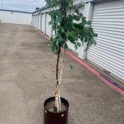 Fake Plant 6 Feet Tall