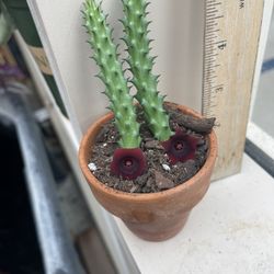 Stapelia Plants 🪴 Red Flowers 🌺 