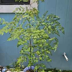 Moringa Tree  Well Established   