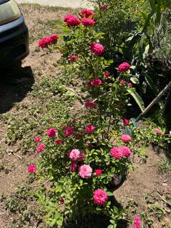 Mini Roses Plants