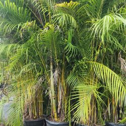 Gorgeous Arecas Palms For Inmediate Privacy!!! About 9 Feet Tall!! Fertilized 