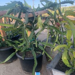 Dragonfruit Plant