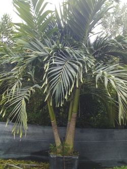 PRICE REDUCED! CHRISTMAS PALM IN 15 GALLONS 5' FEET TALL WITH MULTIPLE TRUNK FOR ONLY $50! ONLY A FEW LEFT
