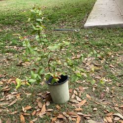 Surinam Cherry Tree ($30)
