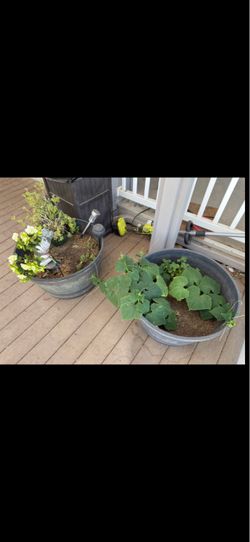 PLANTS AND DECORATIONS