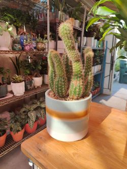Cactus