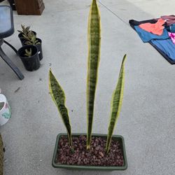 Plant 🪴 