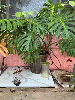 Monstera