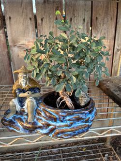 Bonsai Chinese Elm and olive tree roots are exposing $85 each