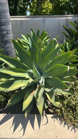 Foxtail agave