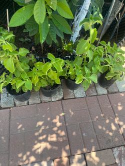 Oregano plants 🪴