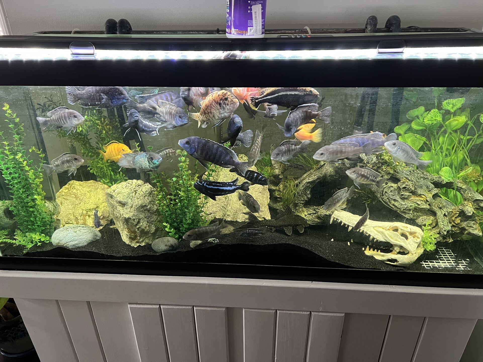 75 Gallon Tank