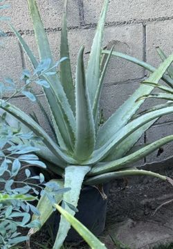 Sábila (aloe vera Plant)