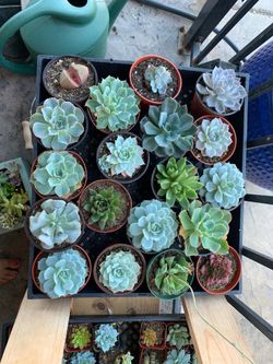 Succulents