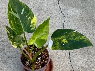 Philodendron White Princess Tricolor
