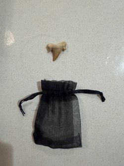 Shark tooth