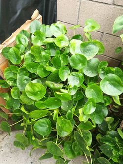 Planta del dinero