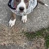 Dog Support 