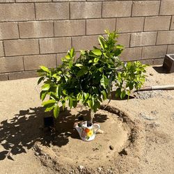 Grapefruit red/white $75 each