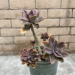 Planta