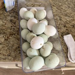 Farm Fresh Duck And Chicken Eggs