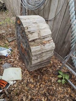 Large Piece Of Tree