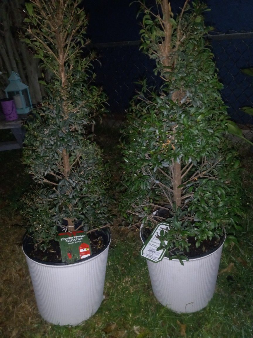 Topiary Trees