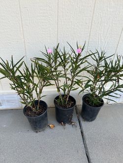 Plants in 1 gl. $3 each