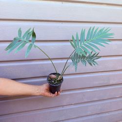 dioon edule 