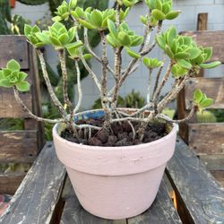 Suculenta Aeonium Haworthii