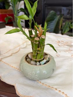 Lucky bamboo 2